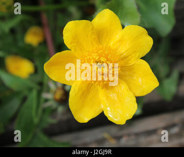 Il bellissimo luminoso giallo fiore dell'acqua impianto di amorevole Caltha palustris. Noto anche come Marsh Calendula o Coppa del Re. Foto Stock