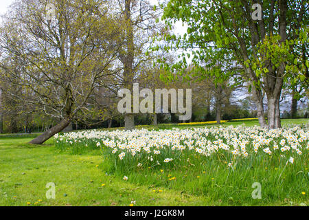 Letti di narciso bianco e giallo narcisi su un pendio erboso di un parco pubblico a Barnet's Desmesne a Belfast a fine aprile appena prima della fioritura Foto Stock