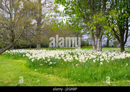 Letti di narciso bianco e giallo narcisi su un pendio erboso di un parco pubblico a Barnet's Desmesne a Belfast a fine aprile appena prima della fioritura Foto Stock