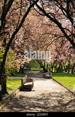 Gli alberi in fiore alley a Gdynia - molla alley vista con panca e alberi in fiore Foto Stock