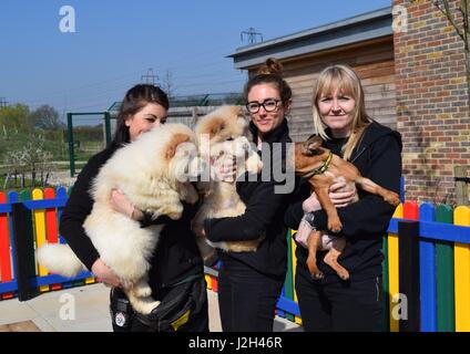 Un Wickford basata sulla carità del cane ha svelato un nuovo cucciolo parco giochi che offrono i più giovani nella sua cura un luogo sicuro per divertirsi e frolics. Il nuovo spazio trae ispirazione da un parco giochi per bambini completo con colori luminosi, una buca di sabbia, agilità in miniatura le attrezzature e le gallerie e una morbida superficie di gioco. Come parte del loro programma di sviluppo, il gioco haven verranno utilizzati per aiutare i cuccioli diventano più abituati alla grande a livello mondiale, offrendo loro un eccitante e luogo sicuro per giocare. I primi residenti a prova il nuovo parco giochi sono stati sei Bouledogue Francesi, due Dachshunds e un Chow Chow cucciolo Foto Stock