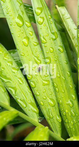 Un piccolo nero vola con gli occhi rossi seduta di insetto su verde lasciare con gocce d'acqua. Foto Stock