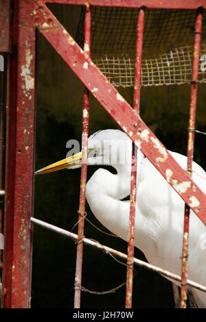 Airone bianco maggiore, Ardea alba o grande airone bianco che viene catturato e rinchiuso da solo in una gabbia con red barre colorate. Foto Stock