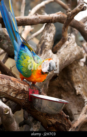 Orange blue parrot seduto sul ramo di legno acqua potabile dalla coppa di giorno. Foto Stock