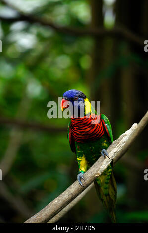 Rainbow lorikeet uccello con piume colorate seduto sul ramo di legno che guarda al mattino. Foto Stock