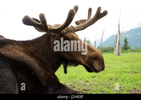 Bull Moose (Alces alces) estate con corna crescente ricoperti di velluto, Portage Centro faunistico, Alaska Foto Stock