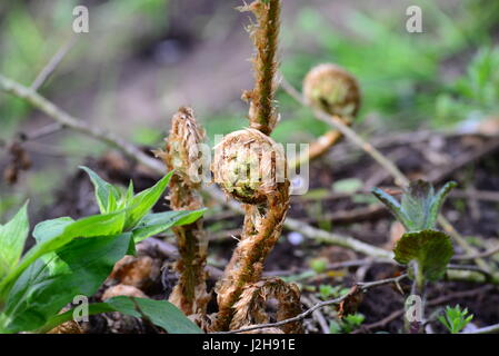 Giovani germogli di felce Foto Stock