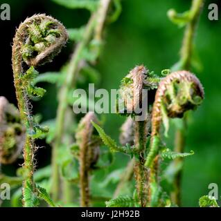 Giovani germogli di felce Foto Stock