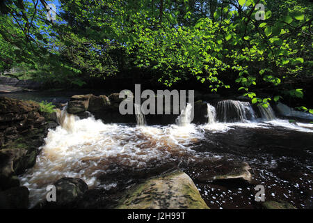 Cascata sul fiume Noe, un affluente del fiume Derwent, Hathersage village, Derbyshire, Parco Nazionale di Peak District, England, Regno Unito Foto Stock