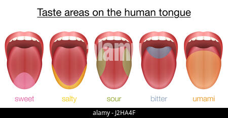 Aree di gusto di lingua umana - dolce, salato, amaro, acido e umami - con regioni colorate delle opportune le papille gustative. Foto Stock