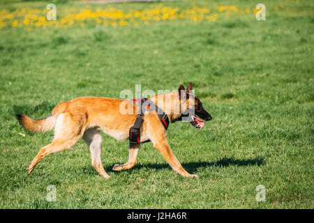 Malinois cane passeggiate all'aperto in estate verde erba a formazione. Ben sollevata e addestrati Malinois belga sono di solito attivi, intelligente, amichevole, P Foto Stock