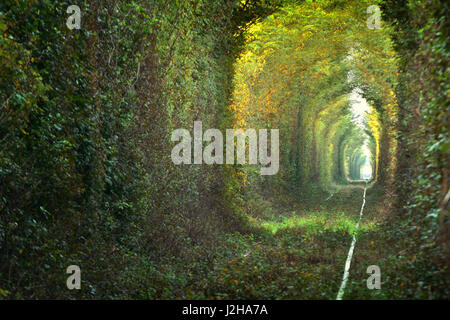 Nuova area del tunnel naturale di 'amore' formata da alberi in Romania Foto Stock