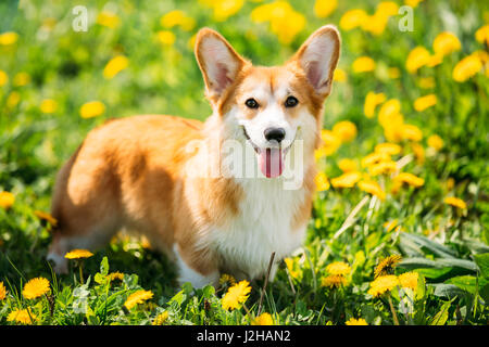 Funny Pembroke Welsh Corgi cucciolo di cane in riproduzione in estate verde erba. Corgi gallese è un piccolo Tipo di pastorizia cane che ha avuto origine in Galles Foto Stock