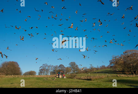 Un Rosso aquiloni a Gigrin Farm, Rhayader, POWYS, GALLES. Foto Stock