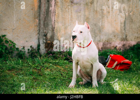 Cane bianco di Dogo Argentino noto anche come il mastiff argentino è un grande, bianco, muscoloso cane che è stato sviluppato in Argentina principalmente per lo scopo Foto Stock