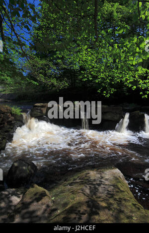 Cascata sul fiume Noe, un affluente del fiume Derwent, Hathersage village, Derbyshire, Parco Nazionale di Peak District, England, Regno Unito Foto Stock