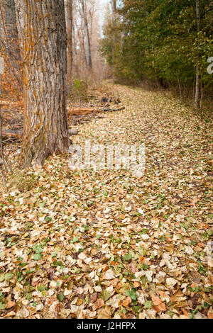 Cadono le foglie che coprono il sentiero nel parco municipale di Missoula, Montana Foto Stock