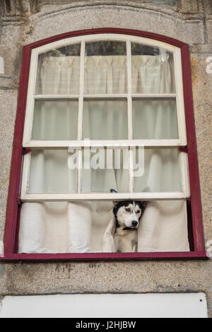 Husky cane cercando in strada, seduti a casa aperta finestra Foto Stock