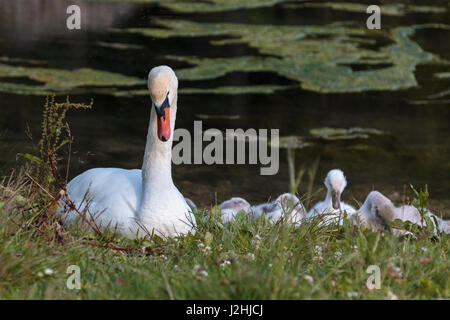 Cigno Bianco e grigio anatroccoli in Mosigo Lago - Dolomiti italiane scenario delle Alpi Foto Stock