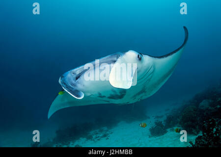 Reef manta ray (Manta alfredi), piscina sulla barriera corallina, vista frontale, pesce, Raja Ampat, Papua Occidentale, pacifico, Indonesia Foto Stock