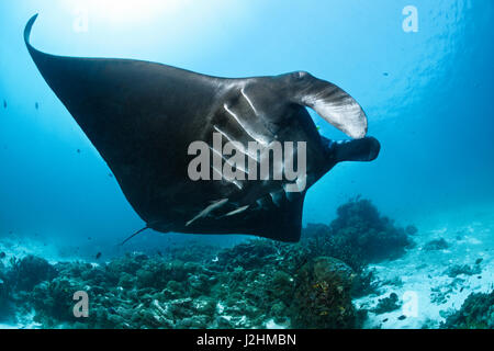 Pesca pelagica manta ray (Manta birostris), piscina sulla barriera corallina, nero, pesce, Raja Ampat, Papua Occidentale, pacifico, Indonesia Foto Stock