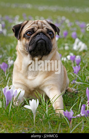 Pug nel prato con crochi, Schleswig-Holstein, Germania Foto Stock