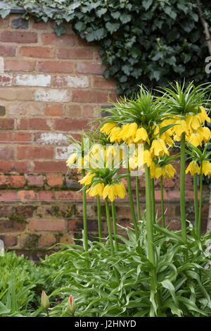 Fritillaria imperialis 'Maxima Lutea'. Crown imperial 'Maxima Lutea' contro un muro di mattoni Foto Stock