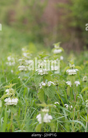 Lamium album. Deadnettles bianca fioritura nella campagna inglese Foto Stock