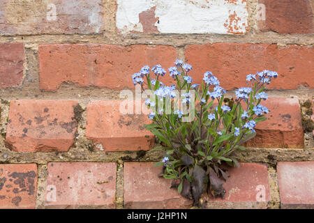 Myosotis sylvatica. Dimenticare di bosco-me-non cresce al di fuori di un muro di mattoni. Cotswolds. Regno Unito Foto Stock