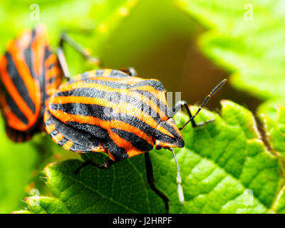 Striping italiano-bug / menestrello bug / Harlequin bug (Graphosoma lineatum / Graphosoma italicum) Foto Stock