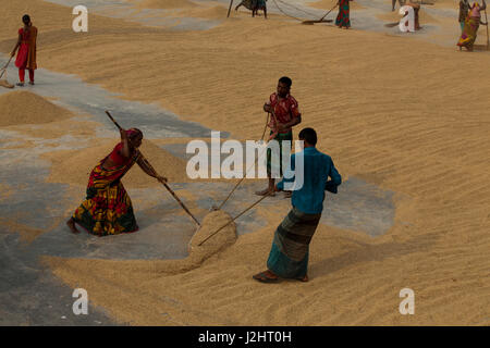 Gli agricoltori a rastrellare paddy per essiccamento al sole sul pavimento di una lavorazione riso mulino di Brahmanbaria, Bangladesh. Foto Stock