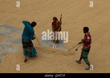 Gli agricoltori a rastrellare paddy per essiccamento al sole sul pavimento di una lavorazione riso mulino di Brahmanbaria, Bangladesh. Foto Stock