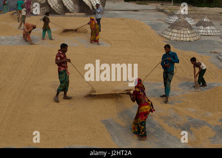 Gli agricoltori a rastrellare paddy per essiccamento al sole sul pavimento di una lavorazione riso mulino di Brahmanbaria, Bangladesh. Foto Stock