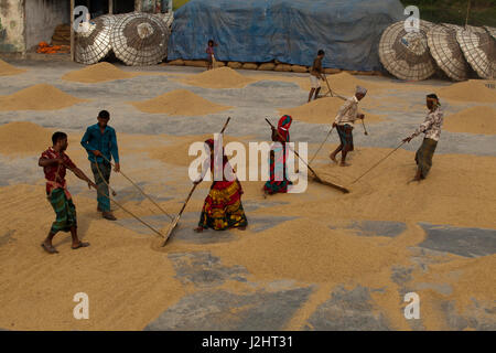 Gli agricoltori a rastrellare paddy per essiccamento al sole sul pavimento di una lavorazione riso mulino di Brahmanbaria, Bangladesh. Foto Stock