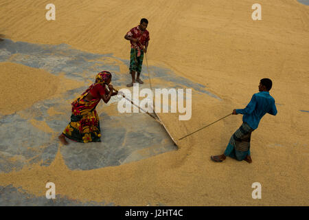 Gli agricoltori a rastrellare paddy per essiccamento al sole sul pavimento di una lavorazione riso mulino di Brahmanbaria, Bangladesh. Foto Stock