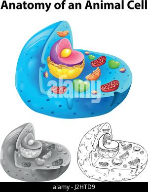 Anatomia della cellula animale in tre diversi stili di disegno illustrativo Illustrazione Vettoriale