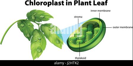 Diagramma che mostra cloroplasto in foglie di piante illustrazione Illustrazione Vettoriale