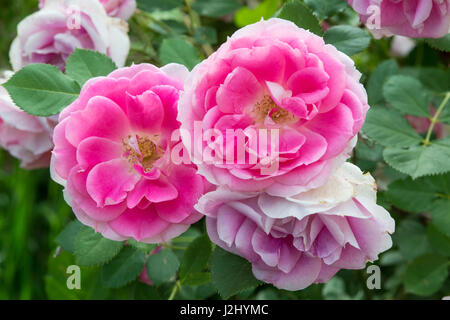 Close-up di rose, Utah (formato di grandi dimensioni disponibili) Foto Stock