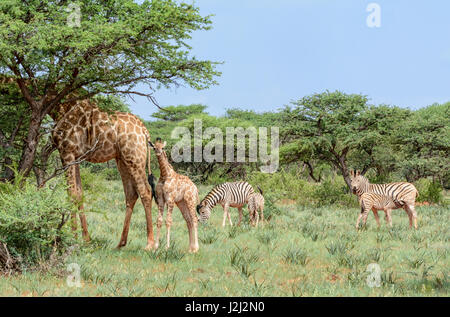 Giraffa e Zebra nel sud della savana africana Foto Stock