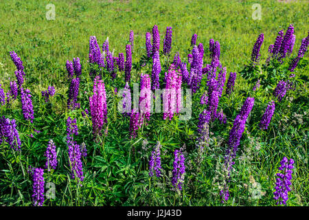 Fiori Selvatici e di lupino erba verde sullo sfondo Foto Stock