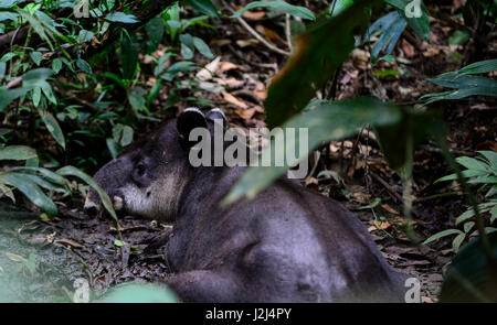 Un Baird il tapiro saloni nel fango nei pressi di Braulio Carillo Parco Nazionale sulla Costa Rica della pendenza dei Caraibi. Foto Stock