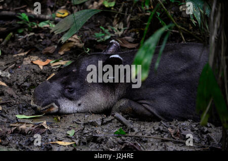 Un Baird il tapiro saloni nel fango nei pressi di Braulio Carillo Parco Nazionale sulla Costa Rica della pendenza dei Caraibi. Foto Stock