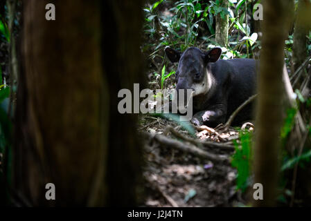 Un Baird il tapiro si siede nella foresta vicino Braulio Carillo Parco Nazionale sulla Costa Rica della pendenza dei Caraibi. Foto Stock