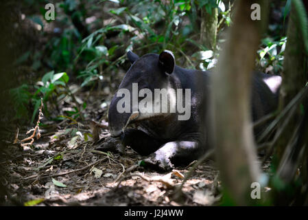 Un Baird il tapiro si siede nella foresta vicino Braulio Carillo Parco Nazionale sulla Costa Rica della pendenza dei Caraibi. Foto Stock