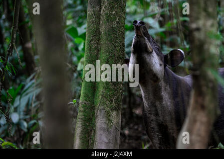 Un Baird il tapiro odori un albero vicino Braulio Carillo Parco Nazionale sulla Costa Rica della pendenza dei Caraibi. Foto Stock