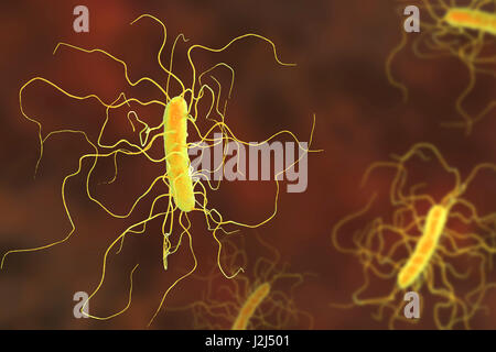 Clostridium difficile batterio con flagelli peritrichous, illustrazione del computer. C. difficile è Gram-positivi anaerobi, formanti spore, a forma di asta con procariota peritrichous flagelli. Si tratta di una batteri sporigeni che è una parte normale della intes Foto Stock