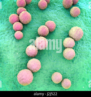 Lo Streptococcus mutans batteri, illustrazione del computer. Questi sono Gram-positivi, non-mobili, batteri sferici (cocci) che tipicamente formare catene di celle (come si vede qui). Lo Streptococcus mutans è trovato nella cavità orale. Si tratta di uno dei principali bacter Foto Stock