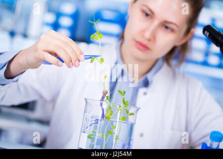 Donna scienziato esaminando impianto in laboratorio. Foto Stock