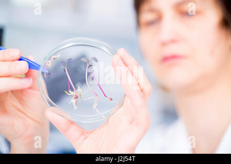 Donna scienziato esaminando le piante in una capsula di petri, vicino. Foto Stock