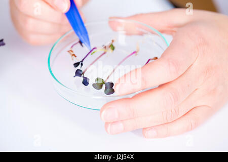 Donna scienziato esaminando le piante in una capsula di petri, vicino. Foto Stock